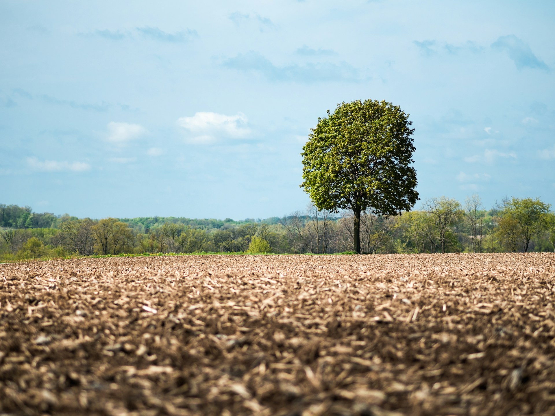 Plantation d’un jeune arbre au bord du lac
